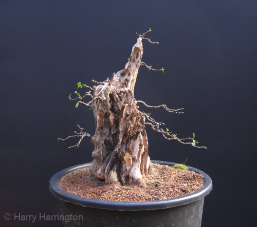 Large Privet Bonsai 